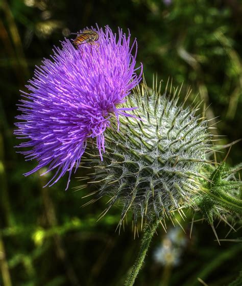 thistle thursday mturk crowd mechanical turk community forum