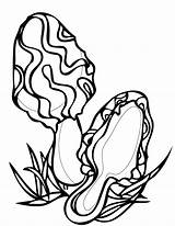 Morel Mushrooms Coloring Pages Template sketch template