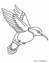 Colibri Burung Hellokids Birds Halaman Mewarna Kertas Haiwan sketch template