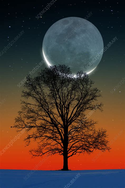 crescent moon  tree stock image  science photo library