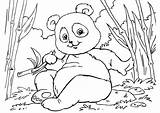 Panda Kleurplaat Colorare Malvorlage Coloring Oso Dibujos Osos Ausmalbild Ausdrucken Disegni Afb Leur Printen Schulbilder Coloriages Schoolplaten Educima Grote Téléchargez sketch template