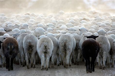 sheep herding    herd   fun    titles