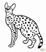 Serval Coloring Wild Cat Pages Printable Cats Drawing Color Drawings Supercoloring Andean Mountain Getdrawings Wildcats Categories 36kb 480px sketch template