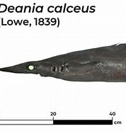 Afbeeldingsresultaten voor "deania Calceus". Grootte: 178 x 174. Bron: shark-references.com