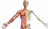 Bilderesultat for Muskel og skjelett. Størrelse: 165 x 100. Kilde: tengbjerg.dk