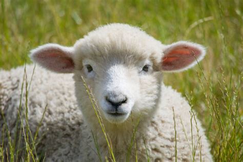lamb face stock  pictures royalty  images istock