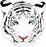Tiger Bengal Clip Clipart Easy Tigers Draw Cartoon Vector Cliparts Head Coloring Clker Facts Eye Drawing Online Royalty Face Cute sketch template