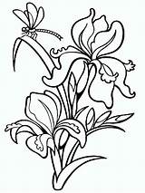 Iris Coloring Pages Flower Color Getcolorings Print sketch template