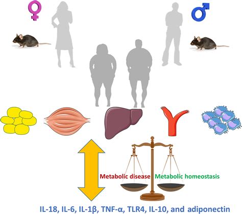 Metabolic Control And Sex A Focus On Inflammatory‐linked Mediators