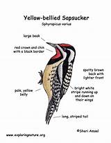 Sapsucker Bellied Yellow Color Diagram Coloring Res Hi sketch template