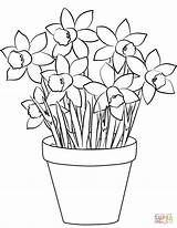 Coloring Daffodils Pages Printable Daffodil Flower Flowers Color Drawing Vase Pot Bouquet Paper sketch template