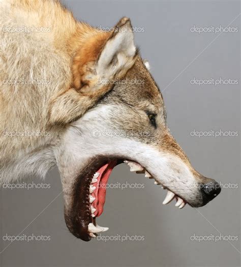 wolf mouth open google search wolf head wolf open mouth drawing