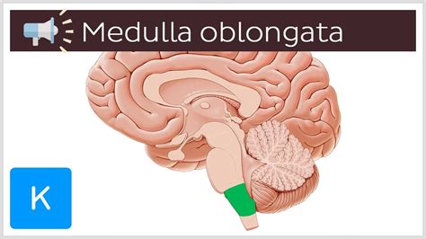 medulla oblongata anatomical terms pronunciation  kenhub youtube