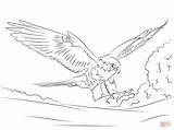Falcon Coloring Pages Peregrine Kids Printable Adults Hawk Print Falcons Drawing Bird Animal sketch template