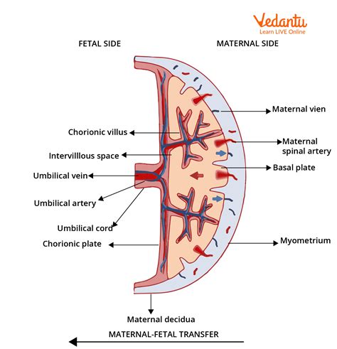 Placenta Structure Development Functions And Facts