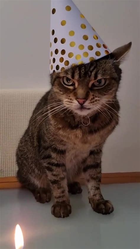 dumpert kat zijn verjaardag