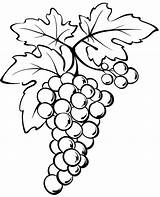 Grapes Uva Desenhar Desenho sketch template