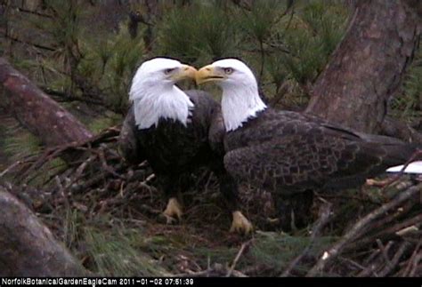 mate selection by bald eagles ccb eagle nest blog ccb