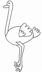 Struzzo Ostrich Uccelli Preschoolcrafts Crescere Cose sketch template