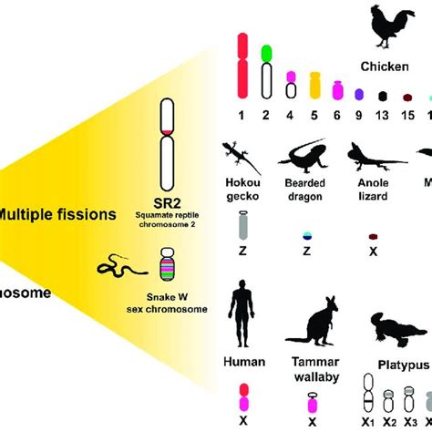 Schematic Representation Of Amniotes Sex Chromosome Evolution
