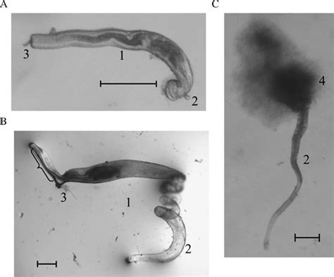 Structure Of Male Spermatophores In Two Tenebrionid Beetles A