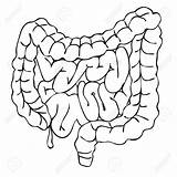Intestine Small Large Clipart Drawing Illustration Intestines Coloring Pages Getdrawings Vector Template Clipartmag Sketch Royalty sketch template