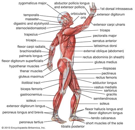 human muscle system functions diagram facts britannica