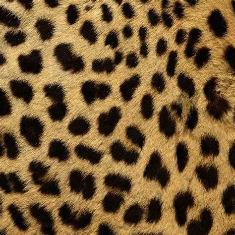 cheetah print pattern animal skin cheetah print pattern