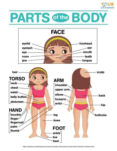 parts   body  kids names basic functions