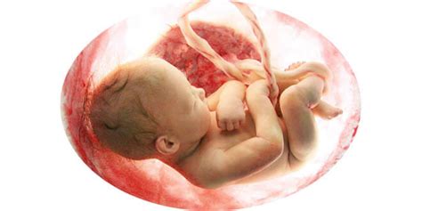 uk womb transplants met  ethical concerns genetic literacy project
