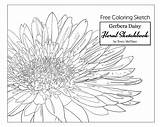 Coloring Daisy Gerbera Pages Adult Getcolorings Printable Getdrawings sketch template