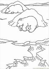 Coloring Polar Bear Pages Popular sketch template