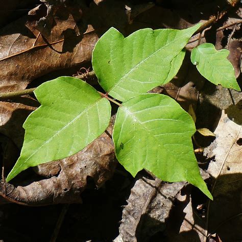 Some Poison Ivy Remedies Make Itchy Skin Worse The