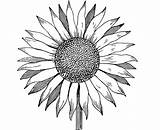 Sunflowers Harunmudak Gogh Clipartmag Cliparting Clipartix Wikiclipart sketch template