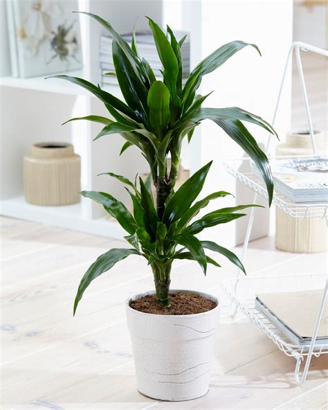 plante dinterieur detoxifiante indoor plants plants dracaena plant