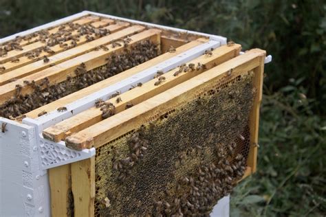 pocket sized  frame bee hive frame holder  beekeeping etsy