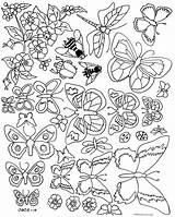 Butterflies Insects Pupa Mariposas sketch template