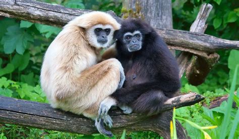 lar gibbon  animal facts appearance diet habitat lifespan