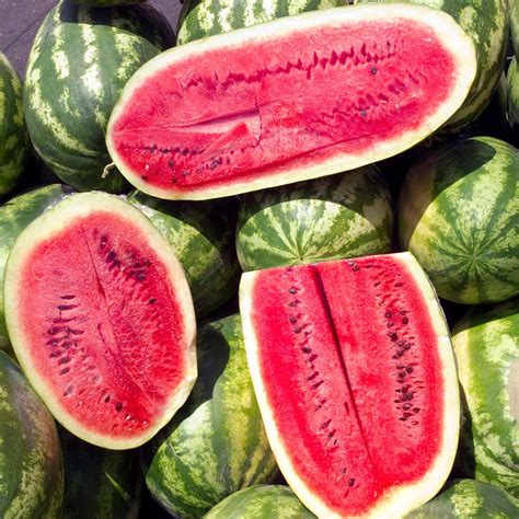 watermelon garden seeds sugar beauty hybrid  seeds  gmo vegetable gardening fruit