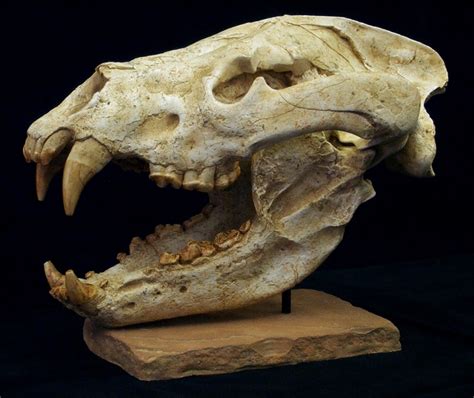 giant dog bear skull gaston design