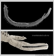 Afbeeldingsresultaten voor "chuniphyes Multidentata". Grootte: 180 x 185. Bron: invertebrate.w.uib.no