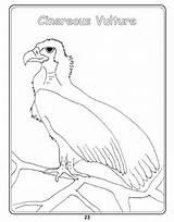 Griffon Vulture Designlooter sketch template
