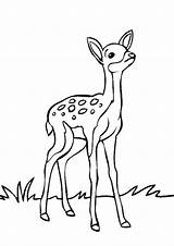 Deer Tulamama sketch template