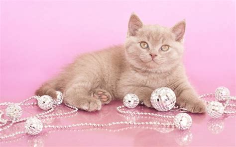 hd cat  pink wallpaper