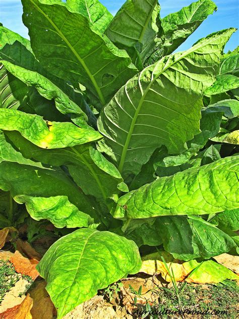 depth facts   tobacco plant  cigar store