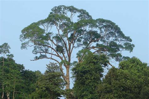 tropical rainforest plants list information pictures facts
