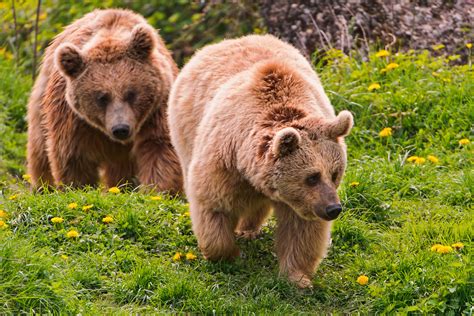 Two Bears Walking In The Grass Last Bear Picture For Now  Flickr