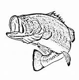 Bass Coloring Pages Fish Sketch Drawing Largemouth Mouth Large Fishing Color Printable Boat Getdrawings Getcolorings Sea Drawings Tocolor sketch template