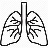Lungs Lung Clipart Icon Organ Transparent Background Human Icons Smoking Damage Vector Smoke Sketch Body High Freeiconspng Library Engine Search sketch template