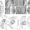 Afbeeldingsresultaten voor "trochilia Sigmoides". Grootte: 101 x 100. Bron: www.researchgate.net